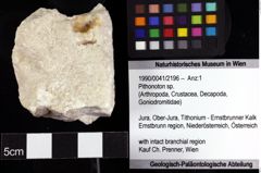 Foto (Objket + Etiketten) von Pithonoton sp. 